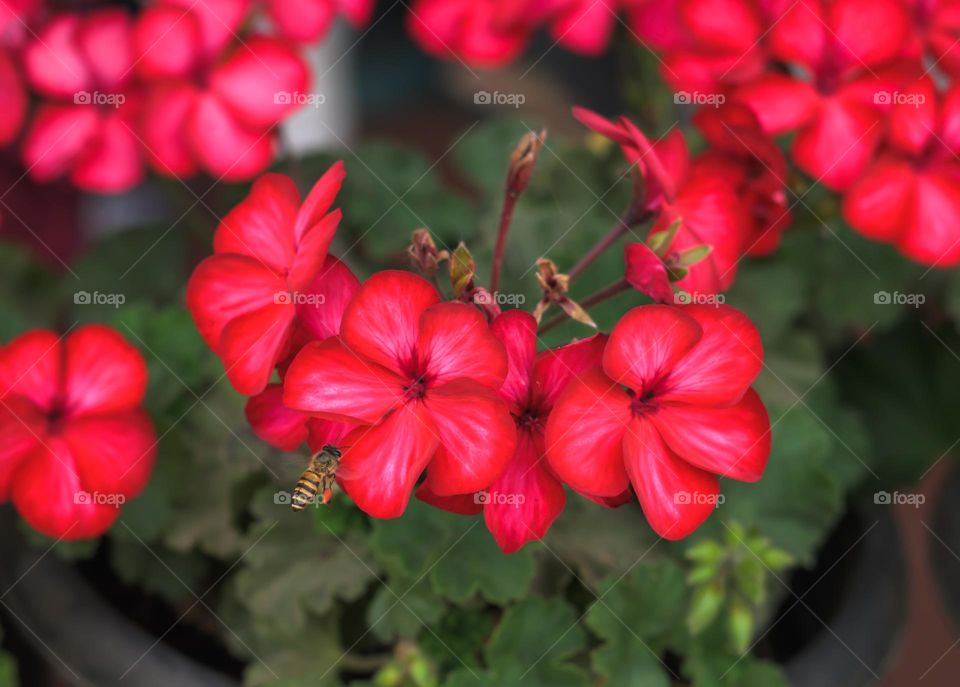 A honeybee in the process of pollination