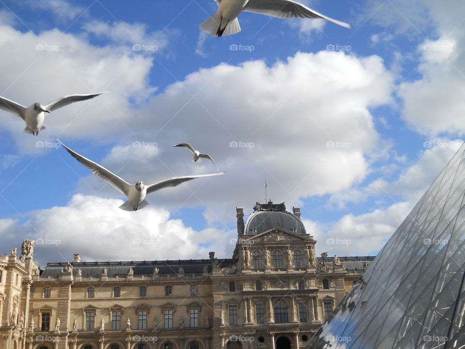 Bird, Sky, City, Seagulls, No Person