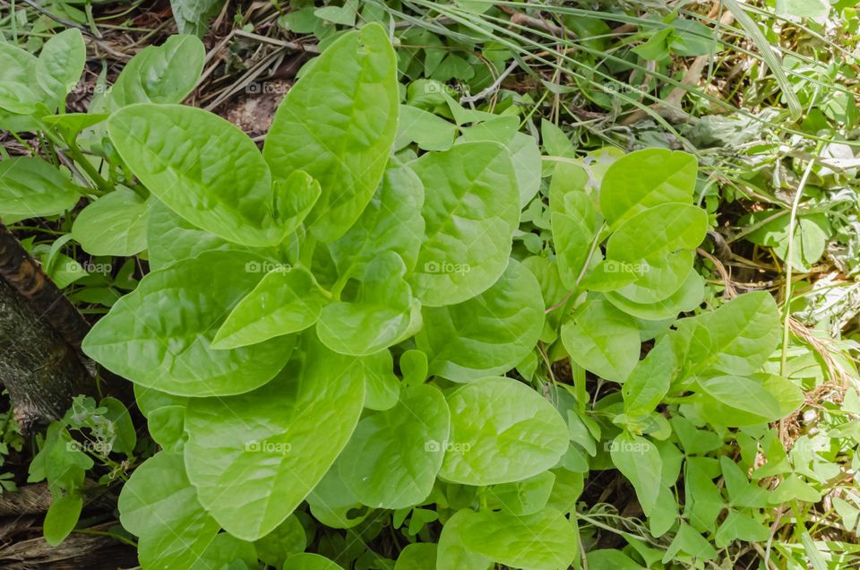 Spinach Plant