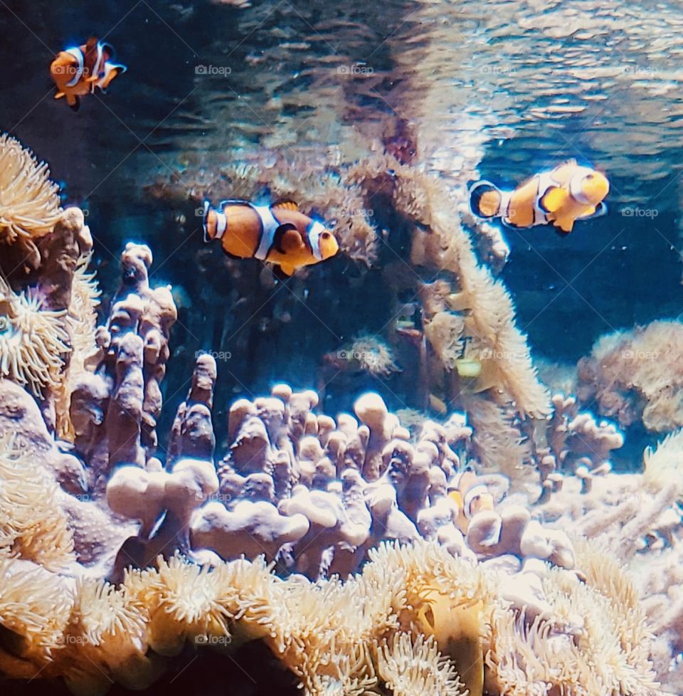 Clownfish swimming near anemone 