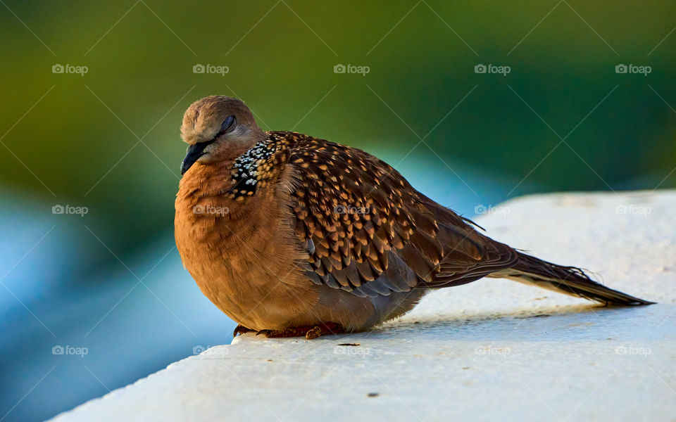 Bird photography - Spotted Dove - Perching