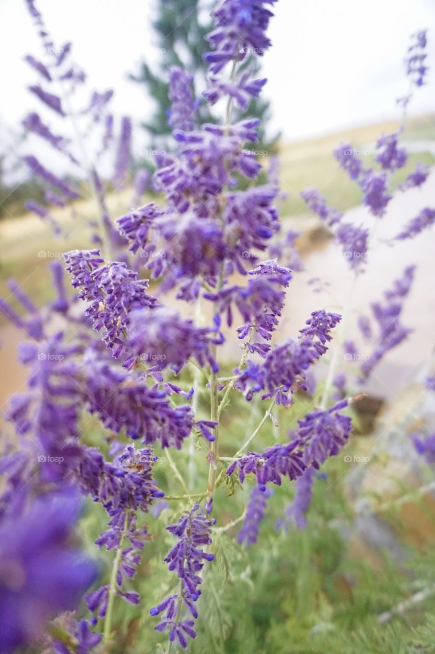 Wild lavender flowers blooming at outdoors