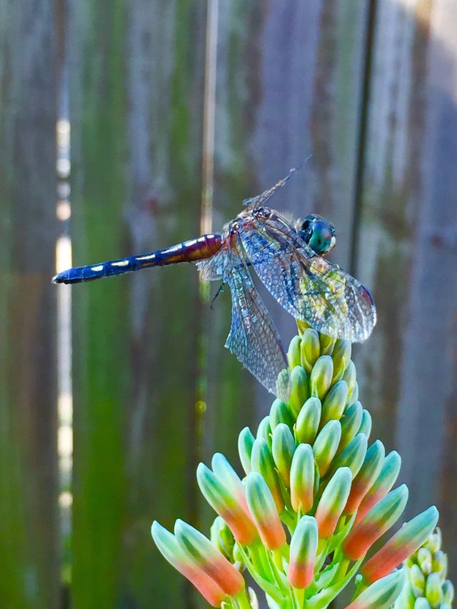 Dragon-Fly