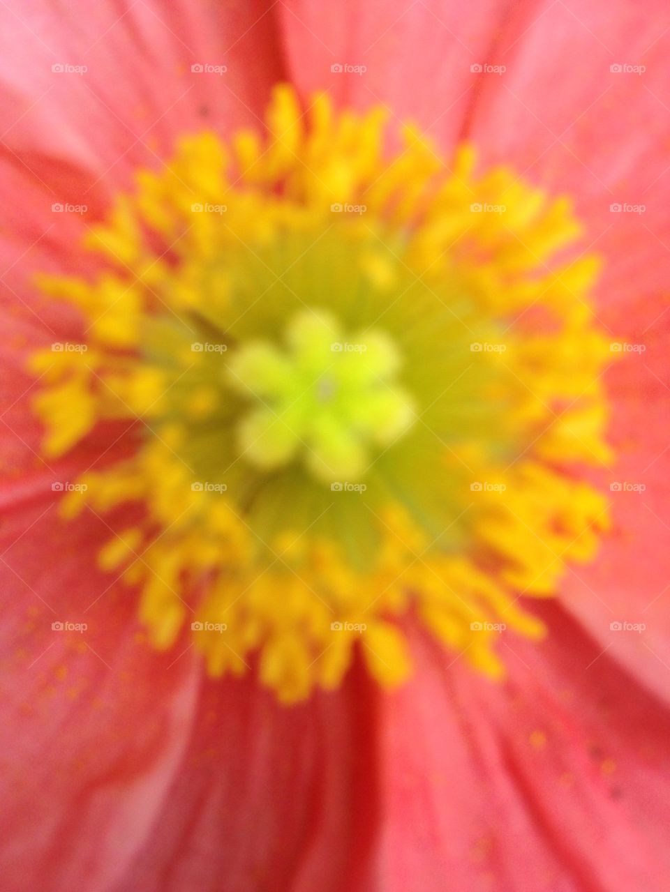  Poppy