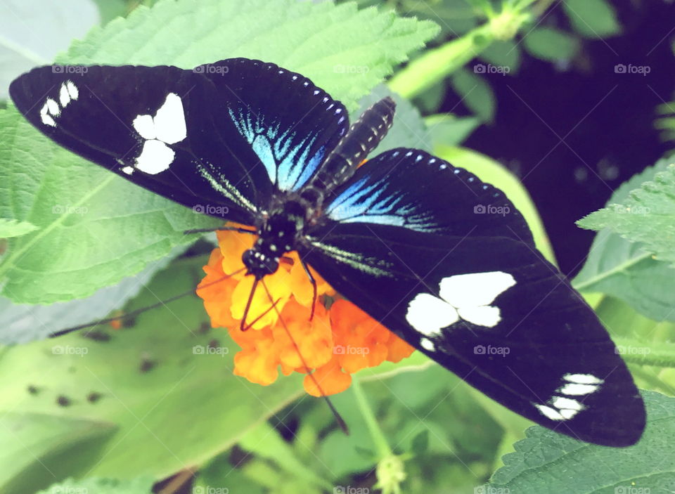 Butterfly edit 