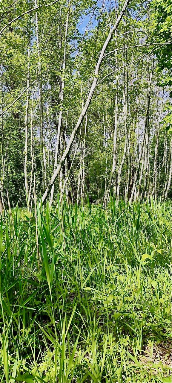 This thicket of dense forest is found on the shore of one of the lakes at „Bayerischzell“, a small but popular township near the Alps in „Bavaria“, Germany. 2024. Hypnotic Productions