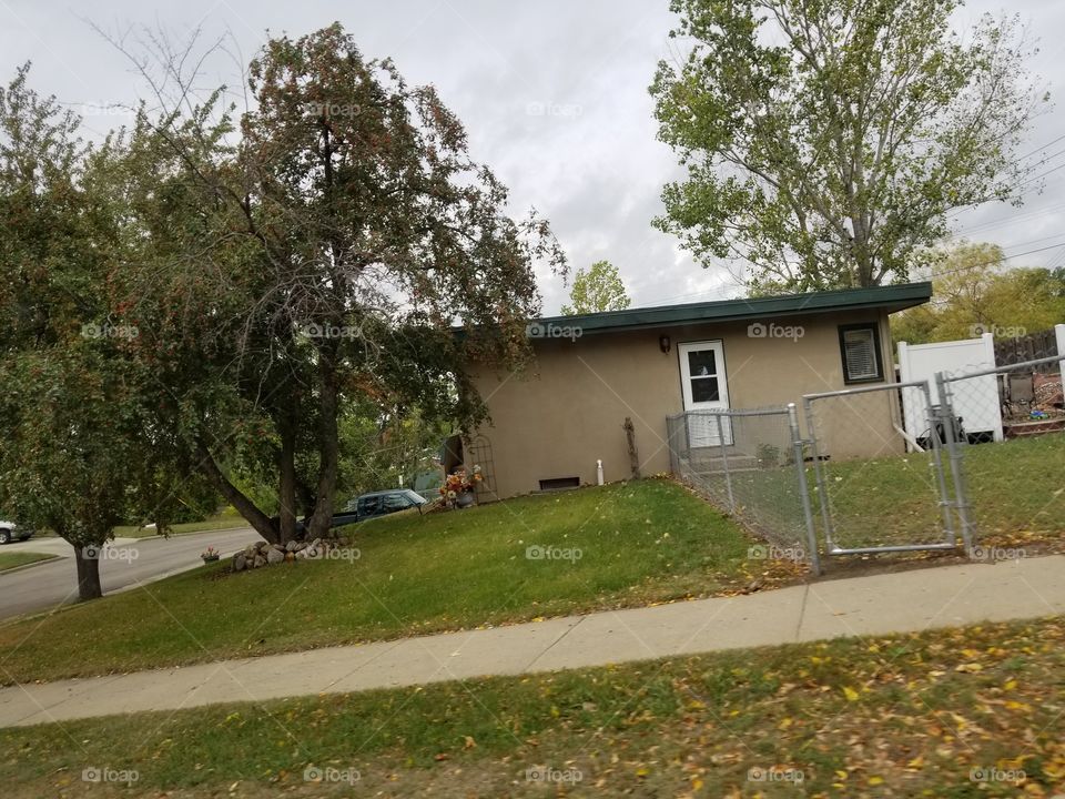 Tree, No Person, House, Home, Building