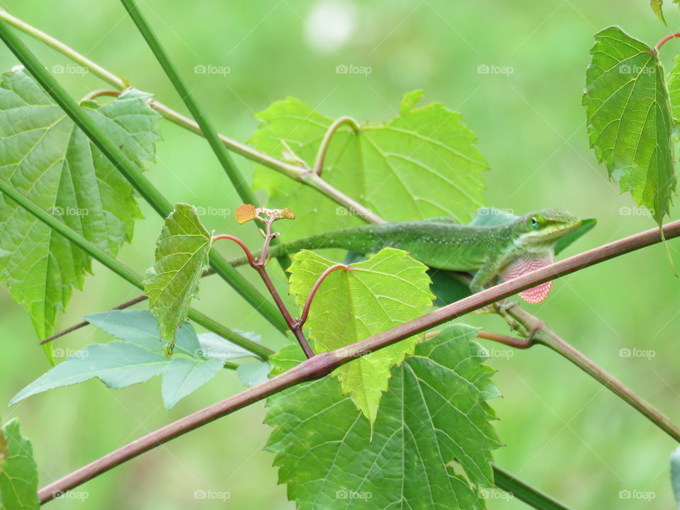 Anole lounging