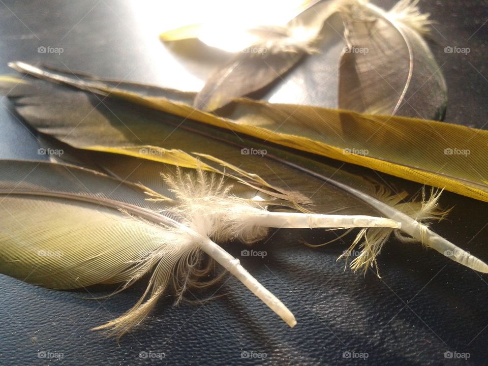 parrot feathers 