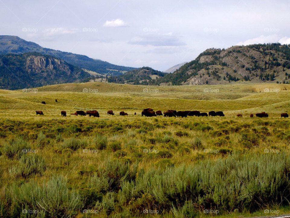 buffalo group1 plains by refocusphoto