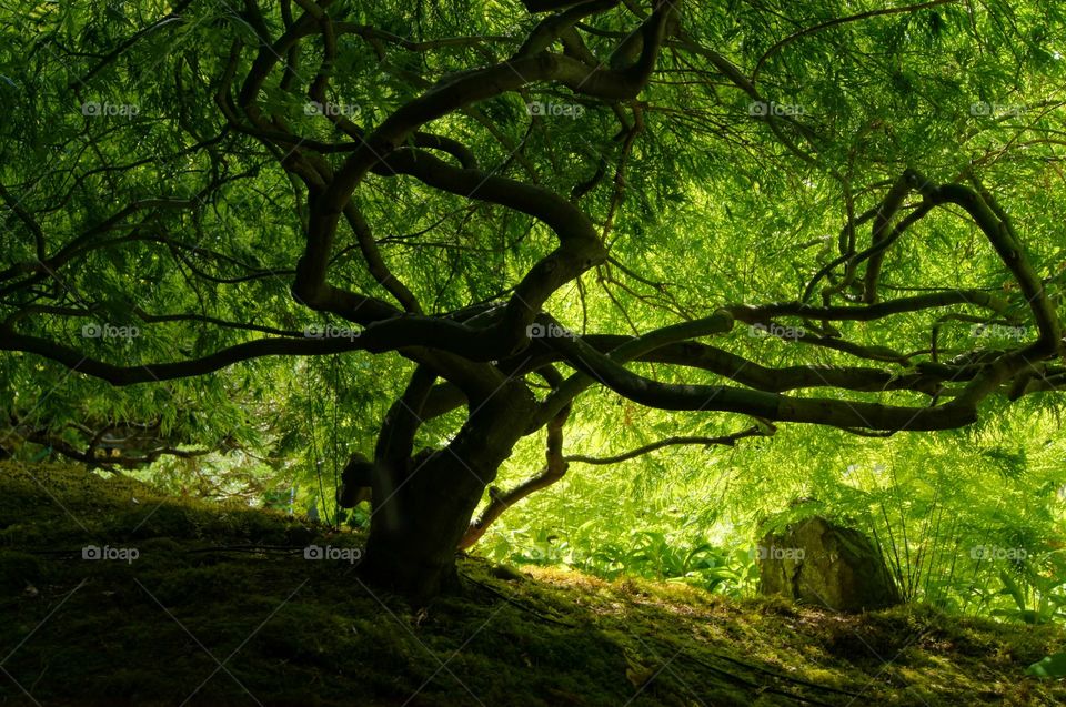 Banzai tree 