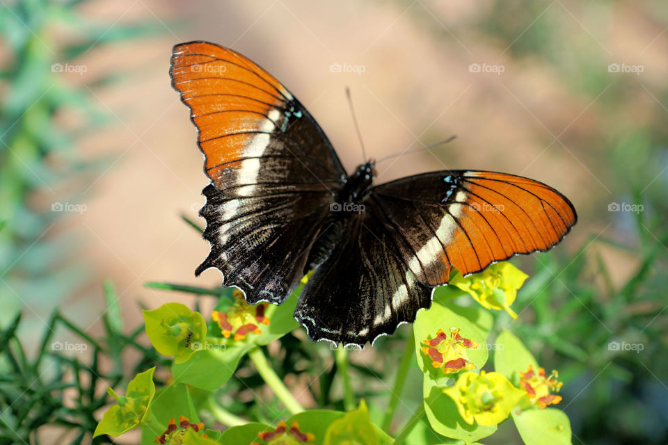 Close-up of butterfly on flowers