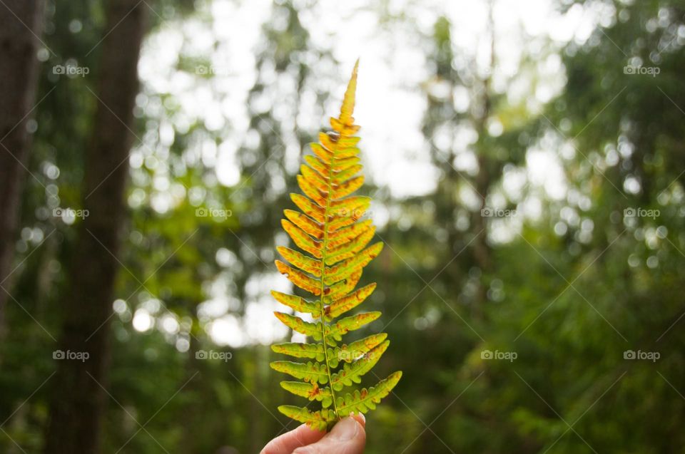 Fern in hand. Autumn leaves. Autumn background. Fall. Nature