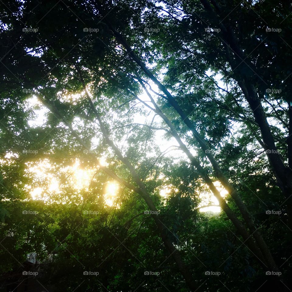 Sunlight through trees 