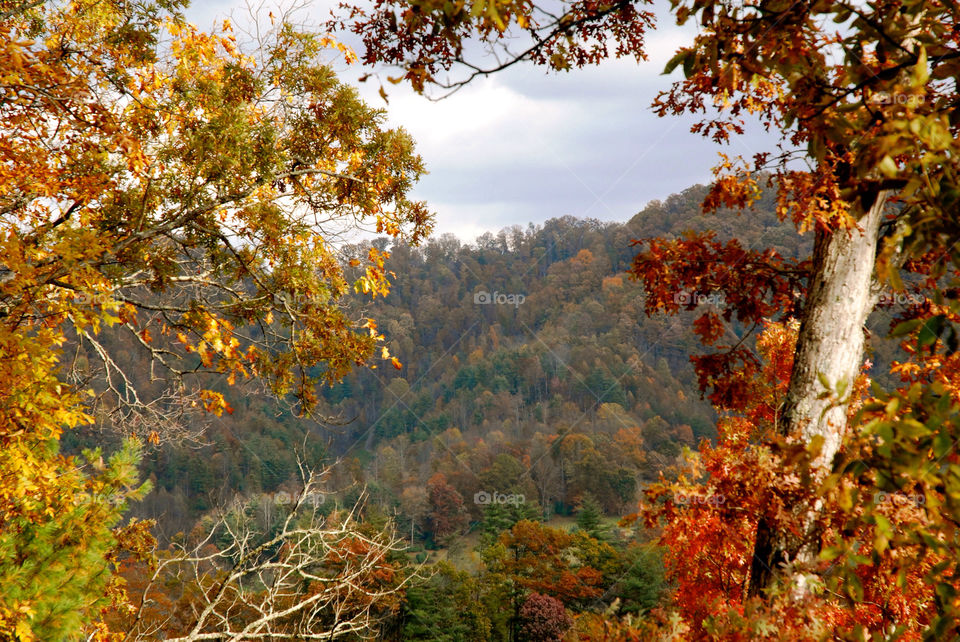 tree trees forest gatlinburg tennessee by refocusphoto