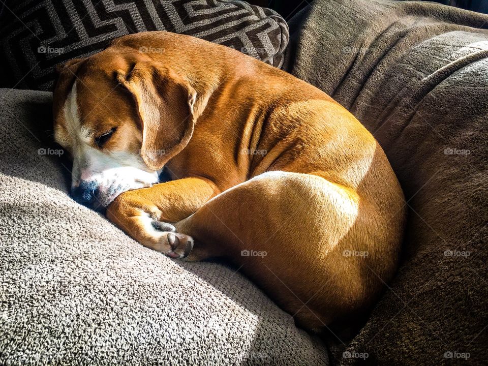 Dreams of hunting wabits and sqweerls. 