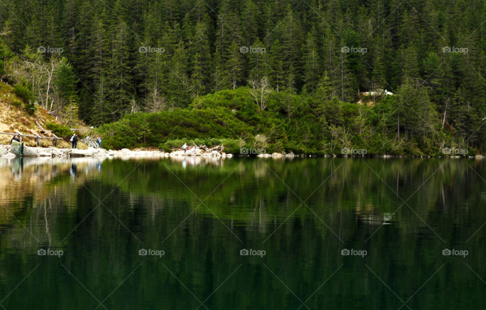 Forest trees reflected on lake in poland