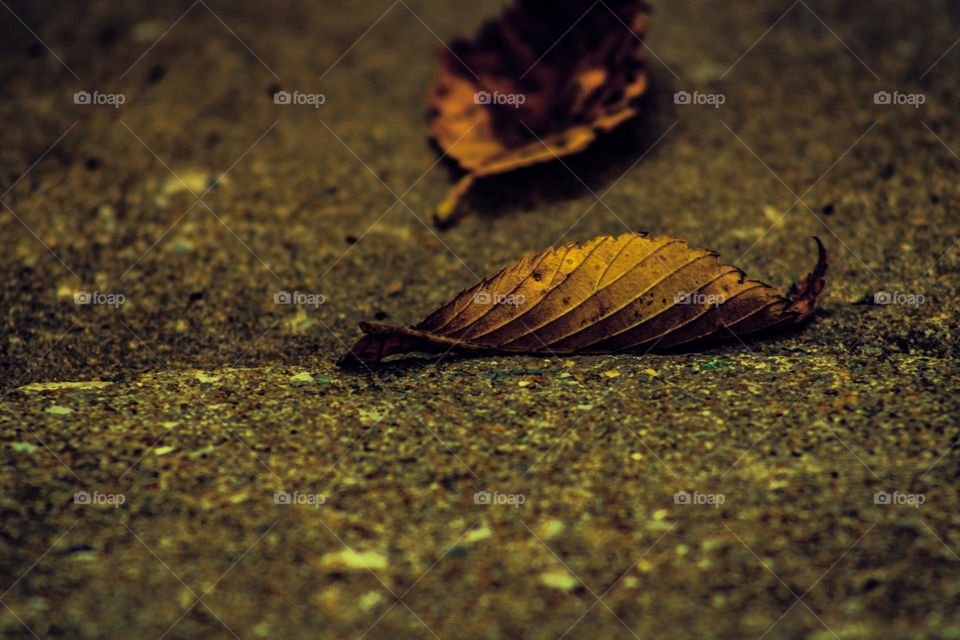 fallen leafs