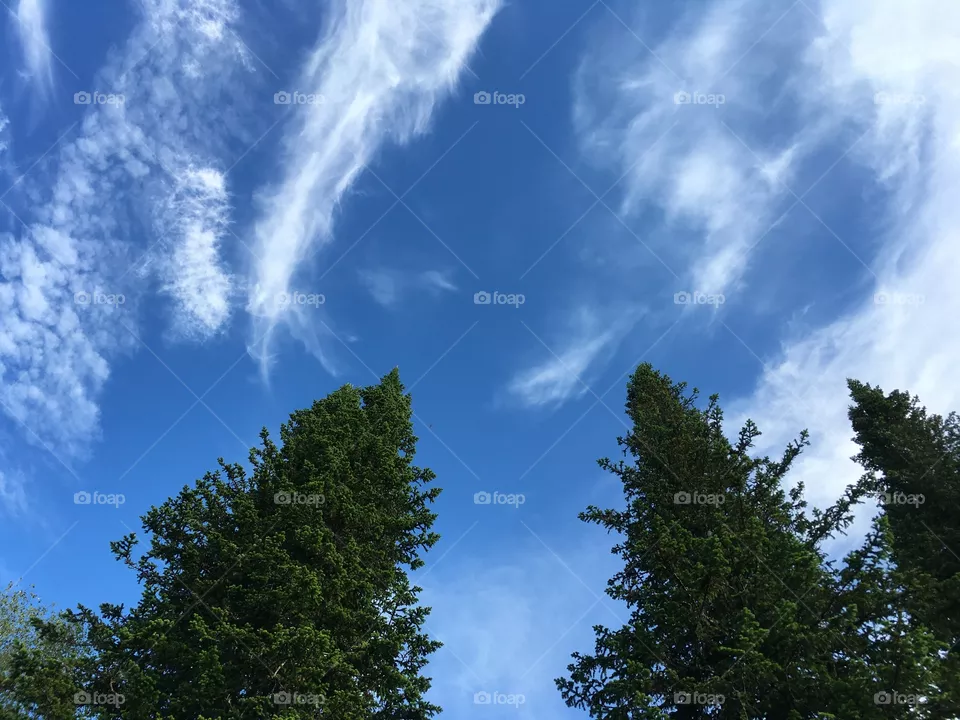 Cloud 