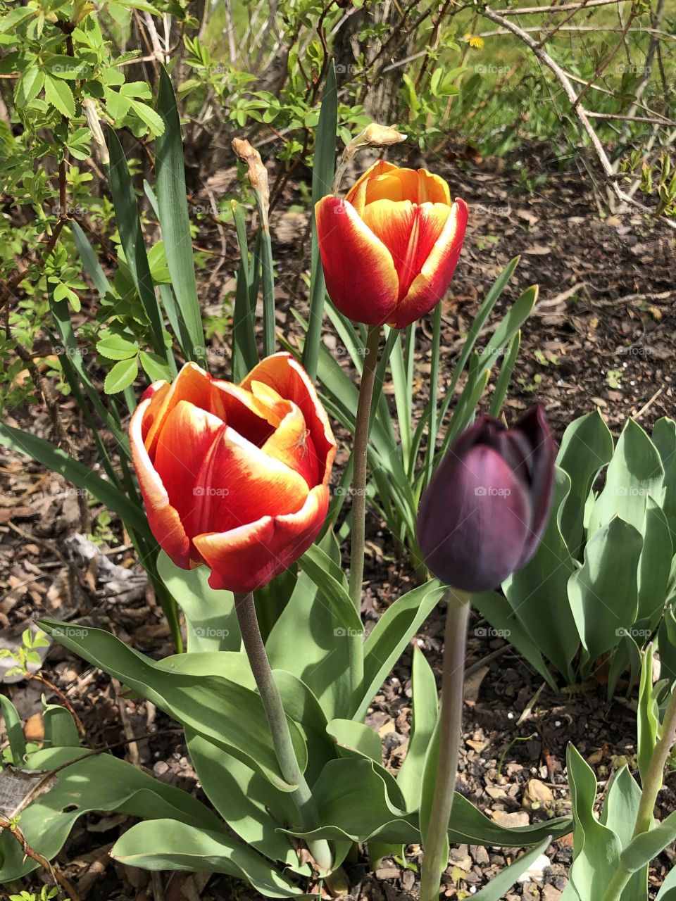 Tulips in multiple colors