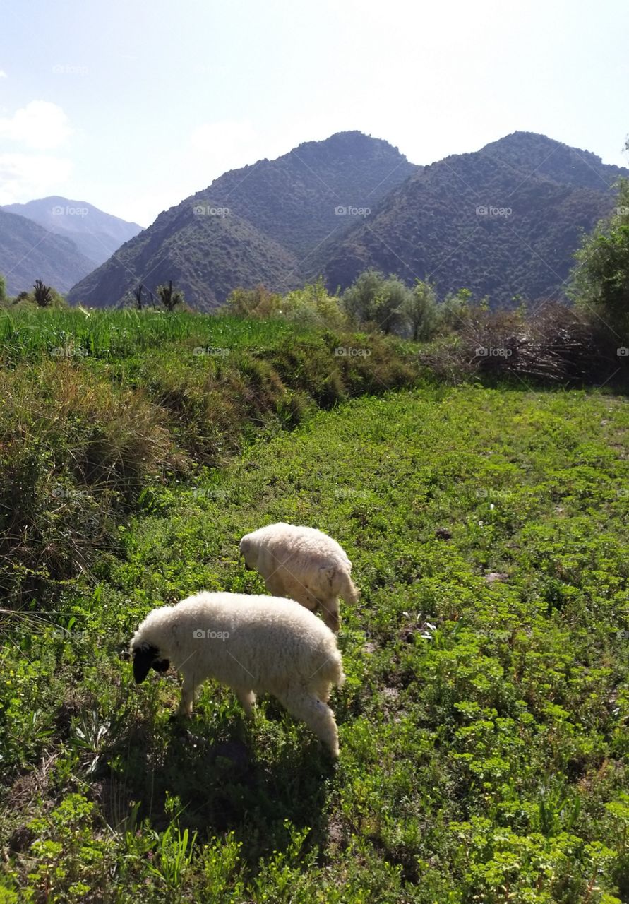 a little animal enjoy