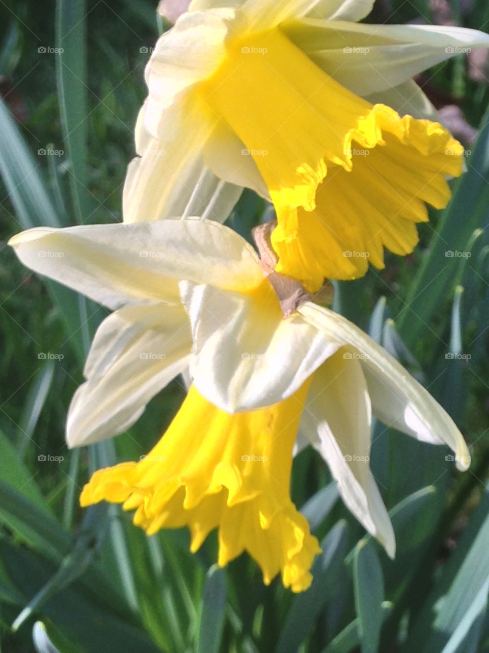 Daffs