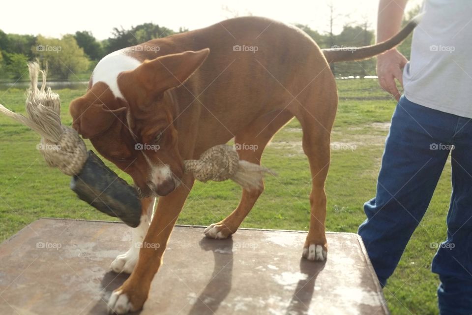 A young puppy dog shakes a rope bone playing with it standing on a metal box outside with a man standing behind with the green grass of spring