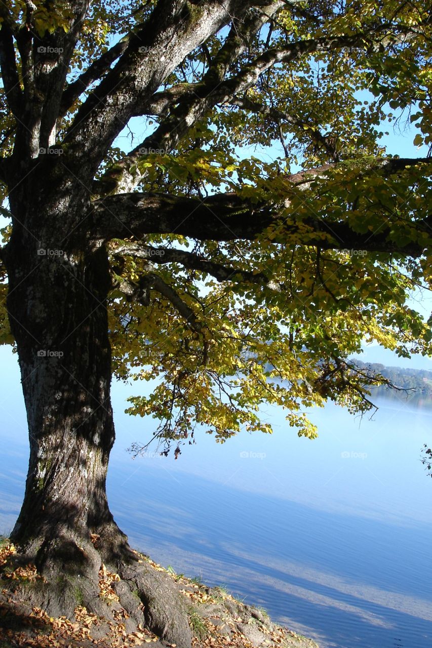 Baum, Eiche, Baum am See, mächtige Eiche, alte Eiche, oak, old oak on the lake