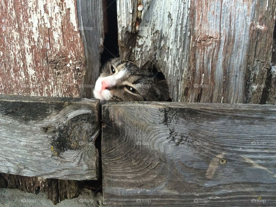 Close-up of cat near old wooden