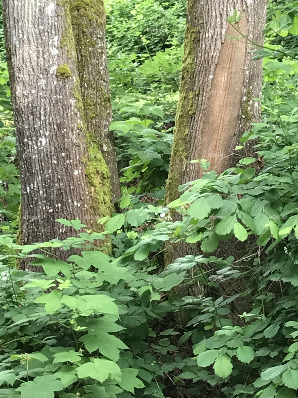 Two trees growing right beside my porch