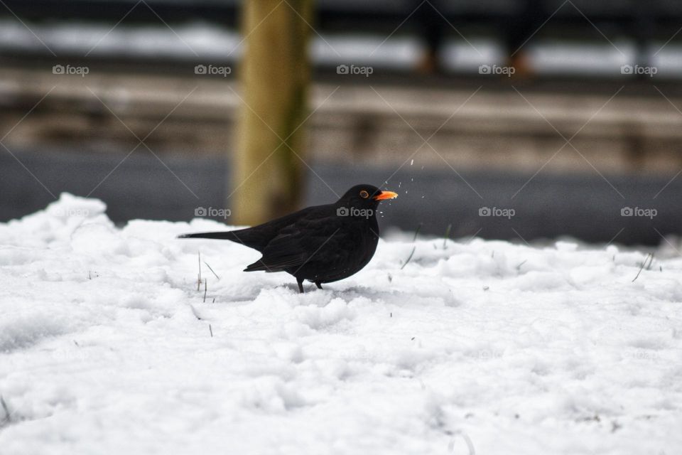 Blackbird digging in the snow in the park.