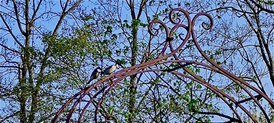 These two tit birds up high on the rose arch in a garden in rural “Bavaria” are eagerly observing the situation as two cats are vying for their young in the birdhouse below. Cats can’t fly yet thankfully. 2024. Hypnotic Productions