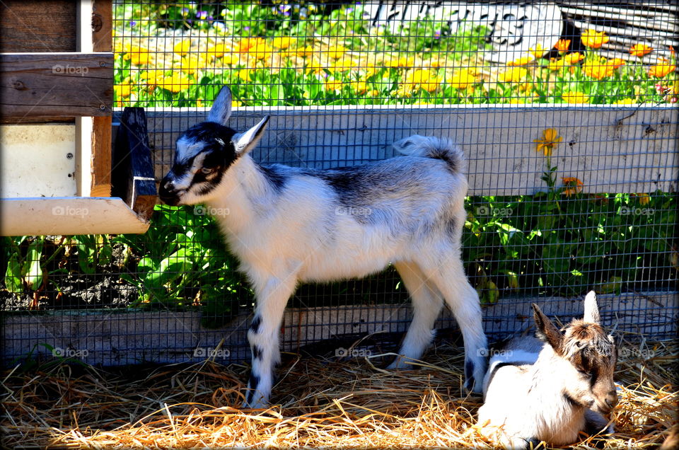 Baby Goats