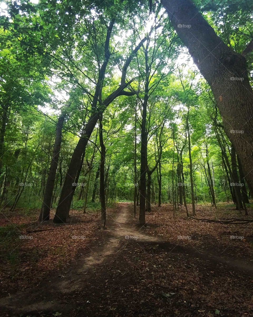 Wood, Tree, Leaf, Landscape, Nature