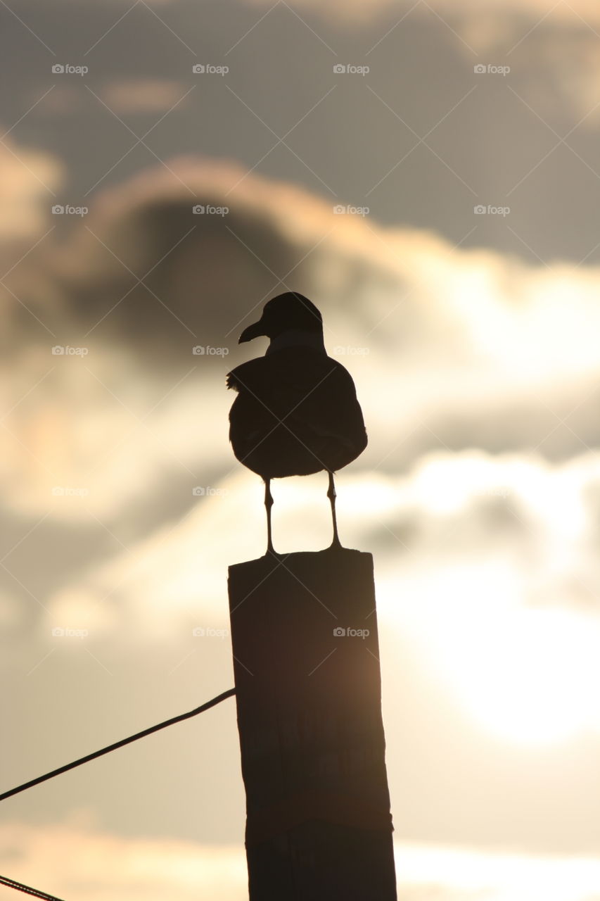 A seagull on top of a pole at the beach