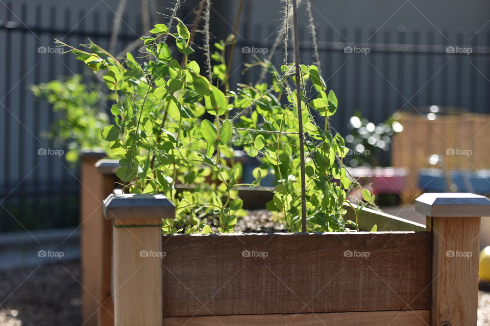 Pea vines in raised beds