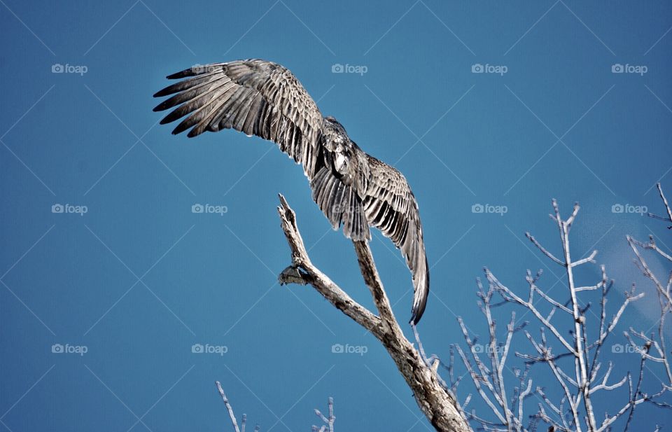 Turkey vulture