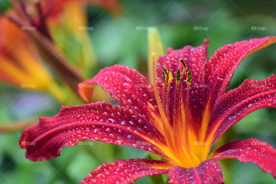 flower love