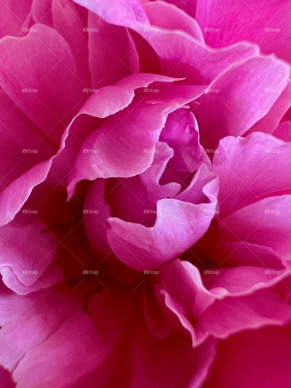 Pink peony. Macro shot from my iPhone