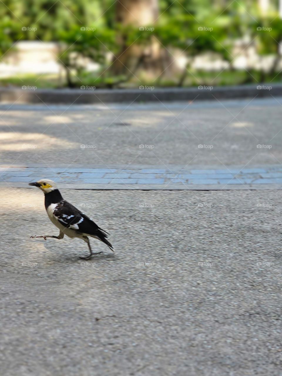 Black-collared starling wildlife at Hong Kong Victoria Park