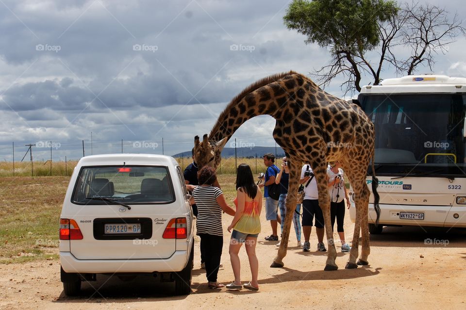 Giraffe in the Lionpark 