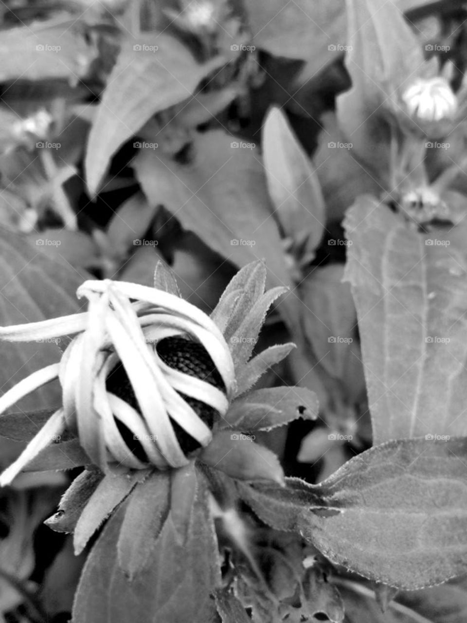 flower garden black and white blooming by mike.r.coleman.9