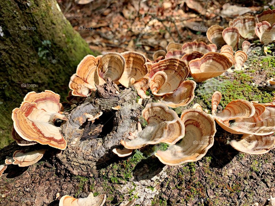 Turkey Tail mushrooms - Tramxetes versicolor is one of the most common mushrooms in North American woods, found virtually anywhere there are dead hardwood logs and stumps to decompose