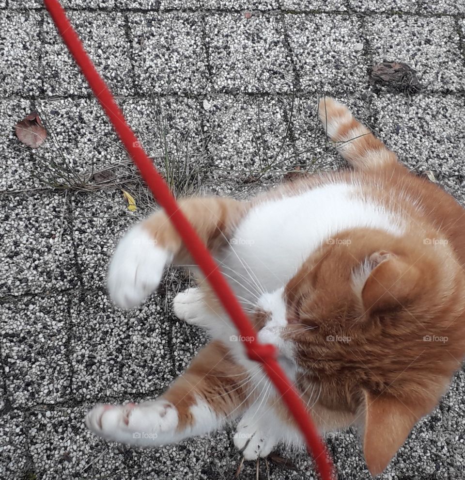 ginger cat playing with red rope outdoors