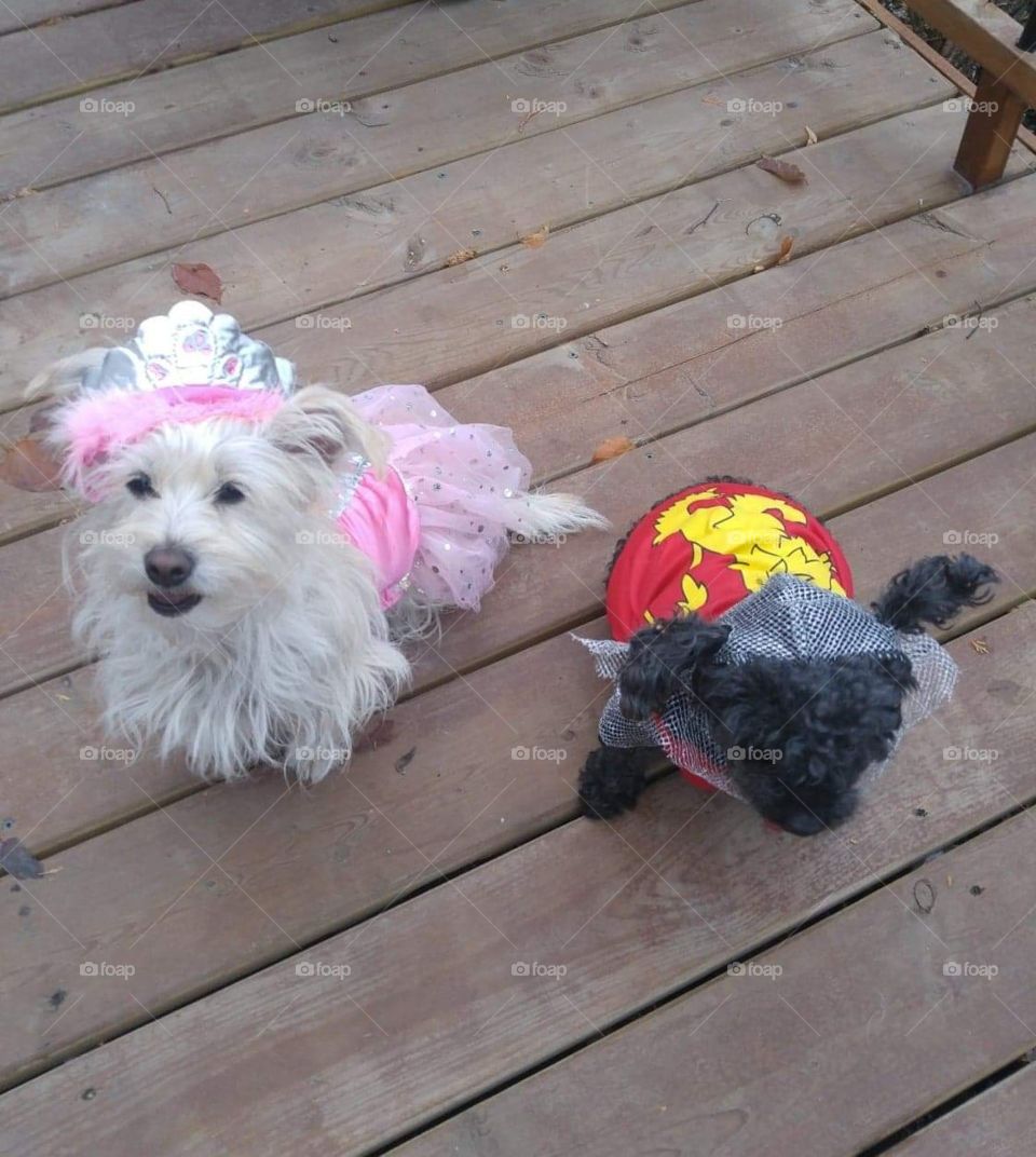 A little princess and her knight ready for a spooky Halloween