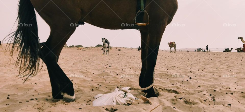 View of horse from leg, s horse.