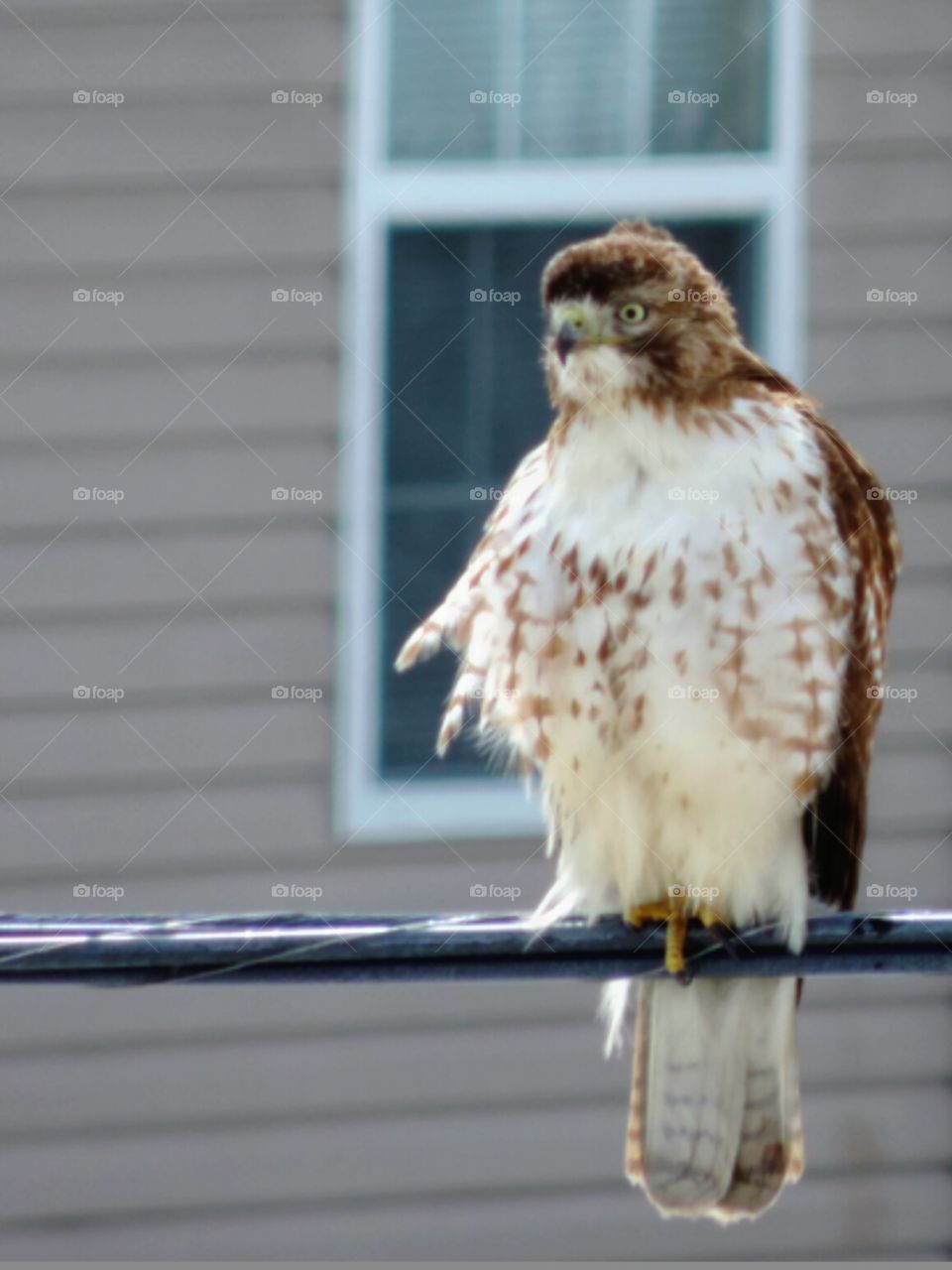 Urban Bird. This hawk is in your hood