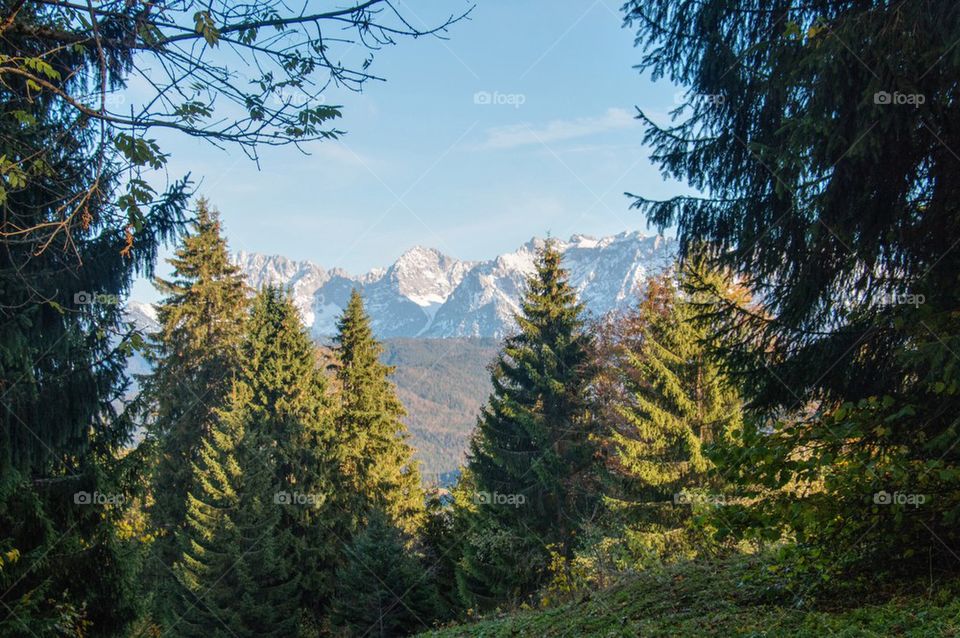 High angle view of tree against mountain