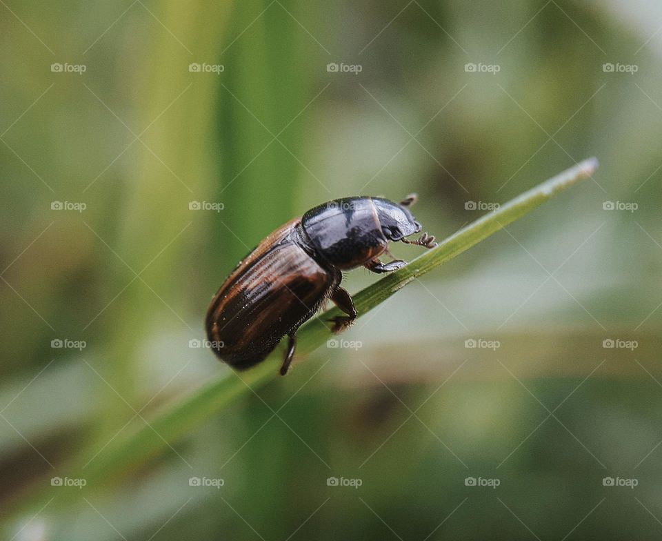 Macro photo of a black beetle with a leopard color