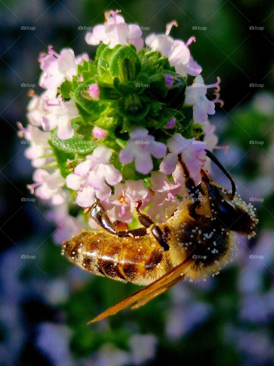 bee on flower